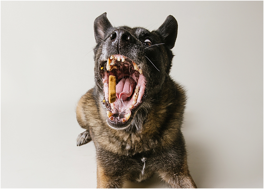 katie ballantine photography. frederick dog photographer. new market dog photographer. frederick dog portraits. maryland dog photographer.