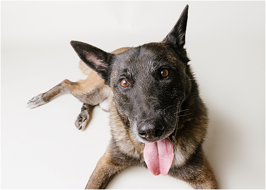 katie ballantine photography. frederick dog photographer. new market dog photographer. frederick dog portraits. maryland dog photographer.