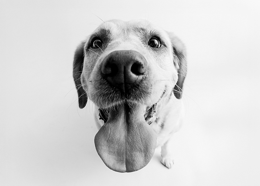 katie_ballantine_dogs katieballantinephotography marylanddogportraits frederickdogportraits newmarketdogportraits dogportraits frederickdogphotographer frederickdogphotography newmarketdogphotography newmarketdogphotography marylanddodgportraits marylanddogphotography newmarketdogs dogportraits floof frederickdogportraits dogscatchingtreats dogscatchtreat treatcatching 