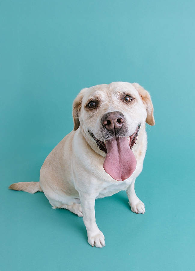 Katie Ballantine Photography. Frederick dog photography. Frederick pet portraits. New Market Dog Photography. New Market dog portraits. Maryland dog photography. Treat catching photography. Dog portraits Frederick.