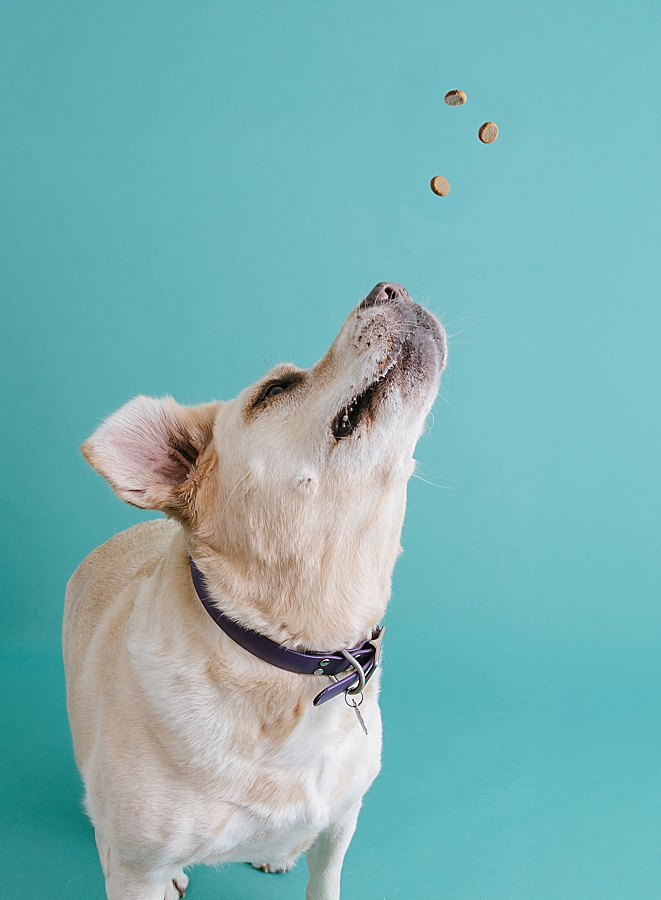 katie_ballantine_dogs katieballantinephotography marylanddogportraits frederickdogportraits newmarketdogportraits dogportraits frederickdogphotographer frederickdogphotography newmarketdogphotography newmarketdogphotography marylanddodgportraits marylanddogphotography newmarketdogs dogportraits floof frederickdogportraits dogscatchingtreats dogscatchtreat treatcatching 