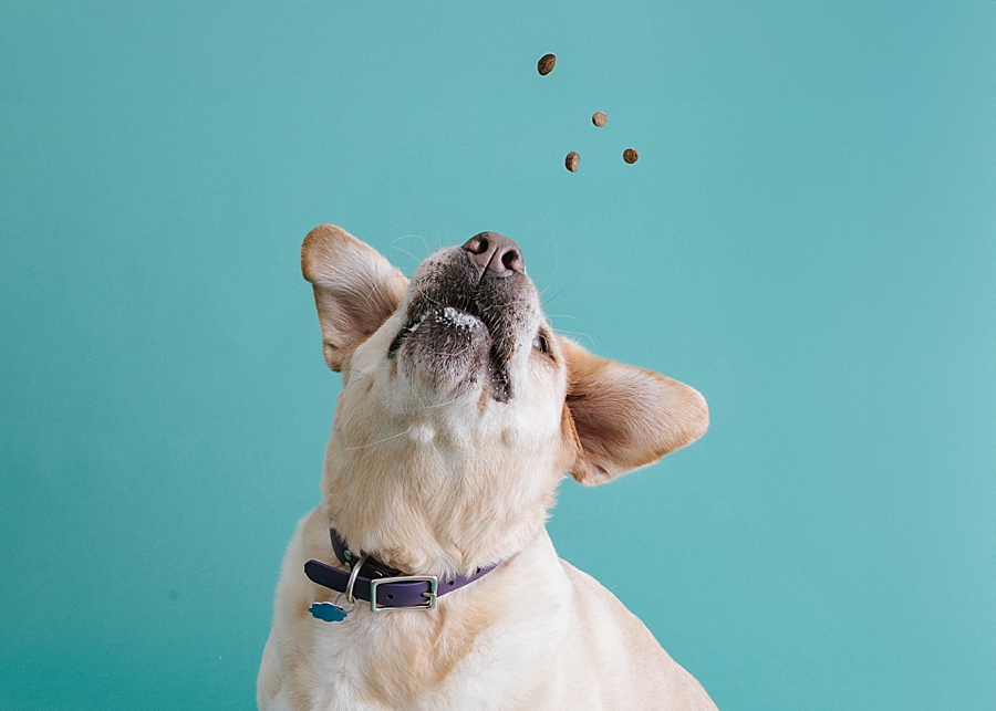 Katie Ballantine. Frederick Dog Photographer. New Market dog photographer. frederick maryland dog portraits.  new market dogs. frederick dog portraits. frederick dog treat catching shots. new market dogs and photos