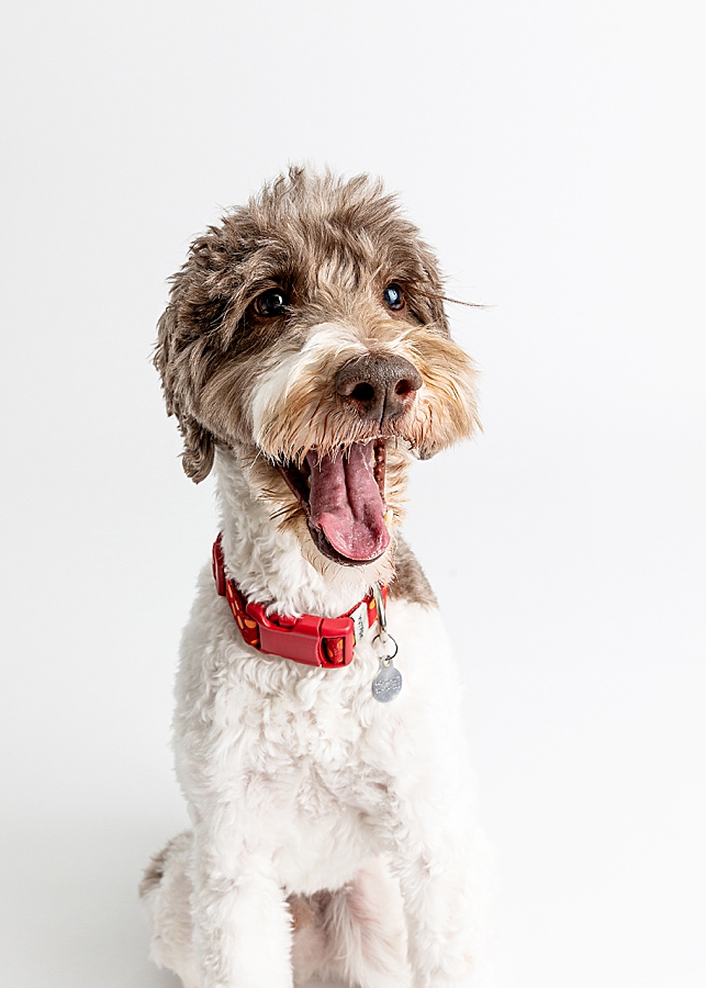 Katie Ballantine Photography. Maryland Dog Photographer. Frederick dog portraits. frederick md dog photographer. new market dog photographer. new market dogs. New market dog portraits. professional dog portraits. dogs catching treats.  dog catches treat. dogs and bubbles.