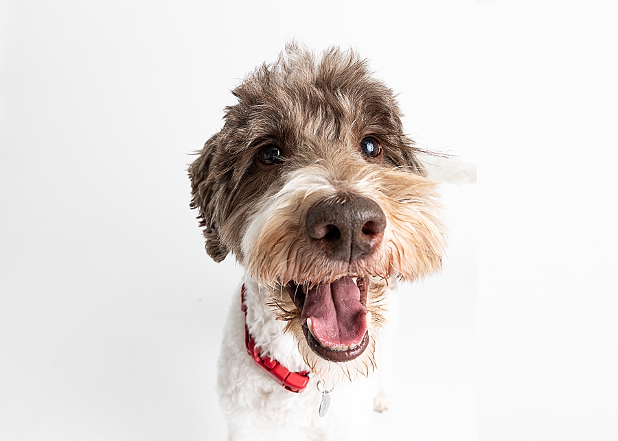 Katie Ballantine Photography. Maryland Dog Photographer. Frederick dog portraits. frederick md dog photographer. new market dog photographer. new market dogs. New market dog portraits. professional dog portraits. dogs catching treats.  dog catches treat. dogs and bubbles.