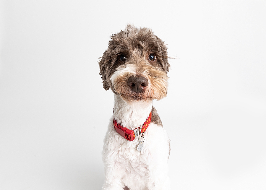 Katie Ballantine Photography. Maryland Dog Photographer. Frederick dog portraits. frederick md dog photographer. new market dog photographer. new market dogs. New market dog portraits. professional dog portraits. dogs catching treats.  dog catches treat. dogs and bubbles.