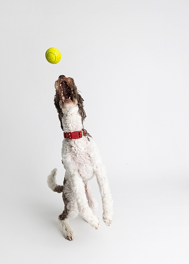 Katie Ballantine Photography. Maryland Dog Photographer. Frederick dog portraits. frederick md dog photographer. new market dog photographer. new market dogs. New market dog portraits. professional dog portraits. dogs catching treats.  dog catches treat. dogs and bubbles.
