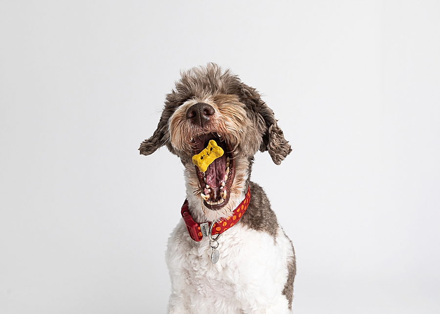 Katie Ballantine. Frederick Dog Photographer. New Market dog photographer. frederick maryland dog portraits.  new market dogs. frederick dog portraits. frederick dog treat catching shots. new market dogs and photos