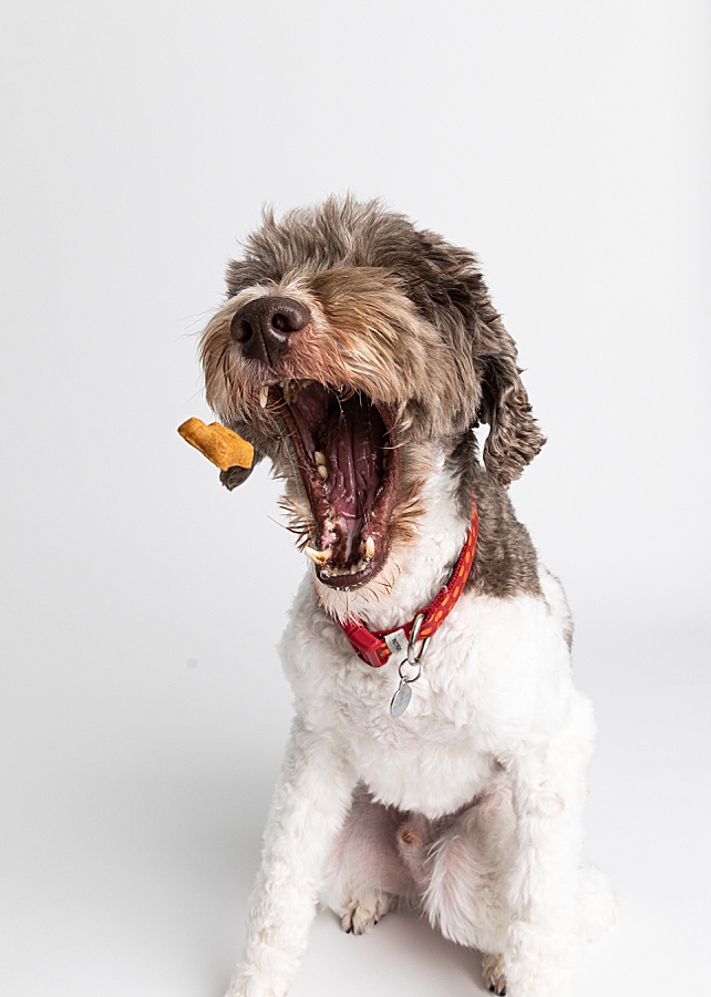 Katie Ballantine Photography. Maryland Dog Photographer. Frederick dog portraits. frederick md dog photographer. new market dog photographer. new market dogs. New market dog portraits. professional dog portraits. dogs catching treats.  dog catches treat. dogs and bubbles.