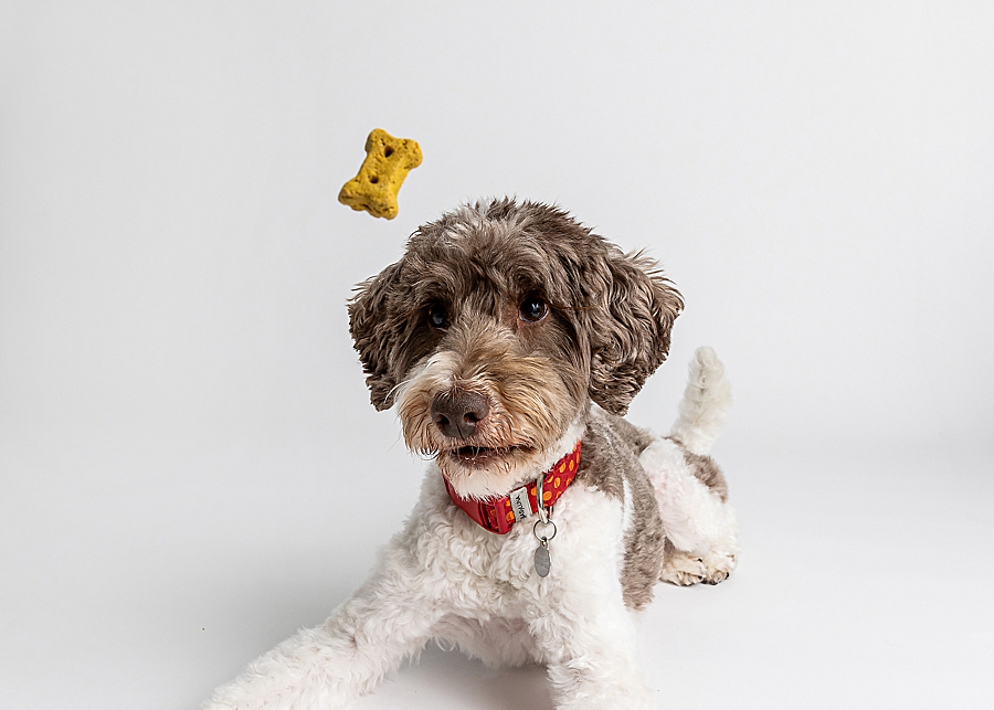 Katie Ballantine Photography. Maryland Dog Photographer. Frederick dog portraits. frederick md dog photographer. new market dog photographer. new market dogs. New market dog portraits. professional dog portraits. dogs catching treats.  dog catches treat. dogs and bubbles.