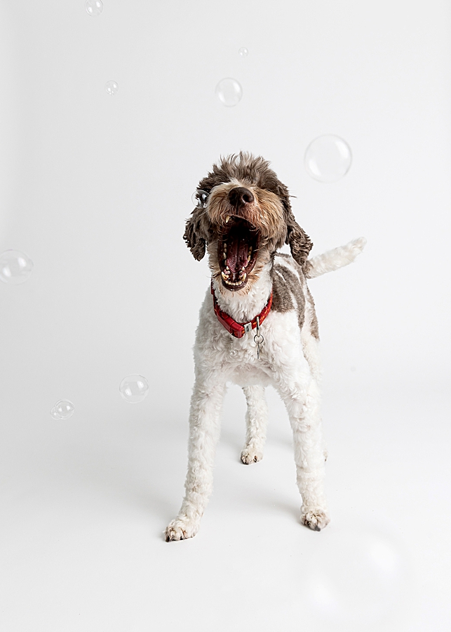 Katie Ballantine Photography. Frederick dog photography. Frederick pet portraits. New Market Dog Photography. New Market dog portraits. Maryland dog photography. Treat catching photography. Dog portraits Frederick.