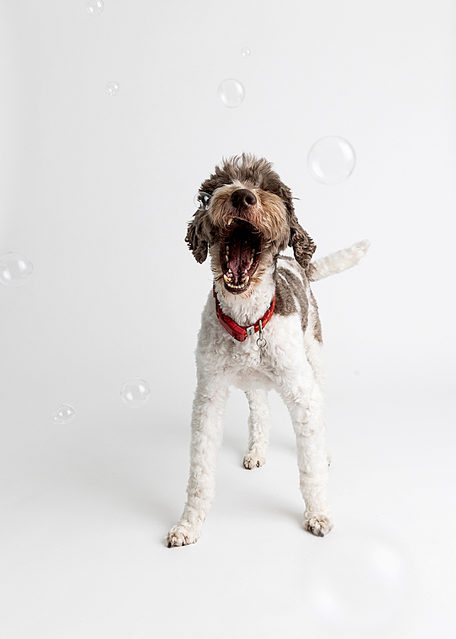 Katie Ballantine Photography. Maryland Dog Photographer. Frederick dog portraits. frederick md dog photographer. new market dog photographer. new market dogs. New market dog portraits. professional dog portraits. dogs catching treats.  dog catches treat. dogs and bubbles.