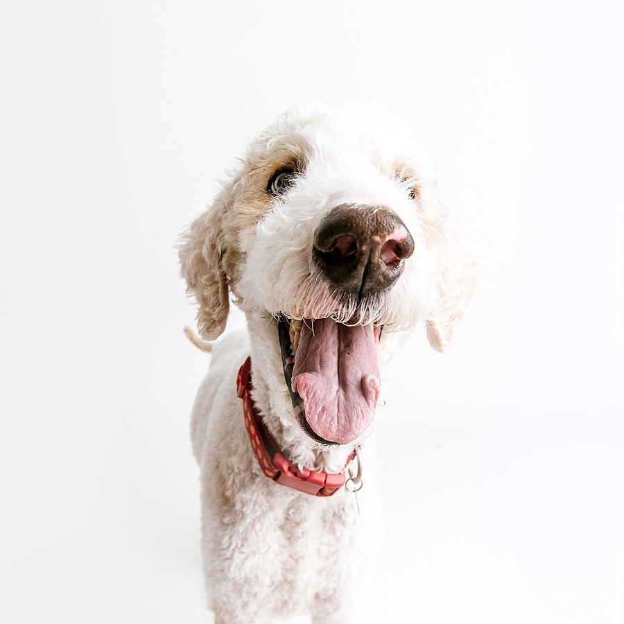 Katie Ballantine Photography. Maryland Dog Photographer. Frederick dog portraits. frederick md dog photographer. new market dog photographer. new market dogs. New market dog portraits. professional dog portraits. dogs catching treats.  dog catches treat. dogs and bubbles.