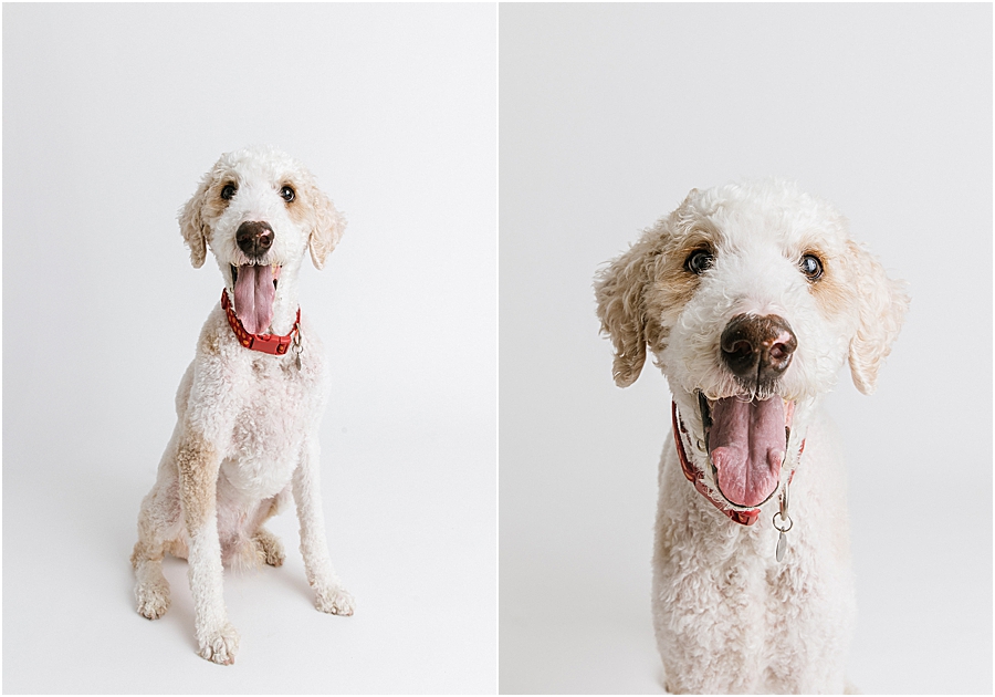 Katie Ballantine Photography. Maryland Dog Photographer. Frederick dog portraits. frederick md dog photographer. new market dog photographer. new market dogs. New market dog portraits. professional dog portraits. dogs catching treats.  dog catches treat. dogs and bubbles.