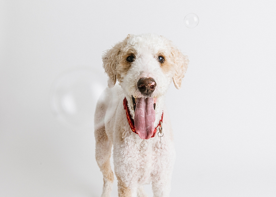 Katie Ballantine Photography. Maryland Dog Photographer. Frederick dog portraits. frederick md dog photographer. new market dog photographer. new market dogs. New market dog portraits. professional dog portraits. dogs catching treats.  dog catches treat. dogs and bubbles.