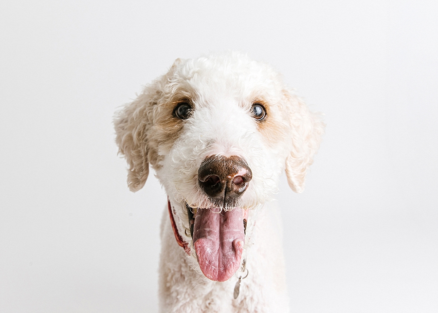 Katie Ballantine Photography. Maryland Dog Photographer. Frederick dog portraits. frederick md dog photographer. new market dog photographer. new market dogs. New market dog portraits. professional dog portraits. dogs catching treats.  dog catches treat. dogs and bubbles.