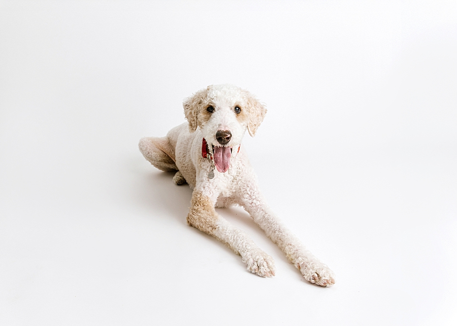 Katie Ballantine. Frederick Dog Photographer. New Market dog photographer. frederick maryland dog portraits.  new market dogs. frederick dog portraits. frederick dog treat catching shots. new market dogs and photos