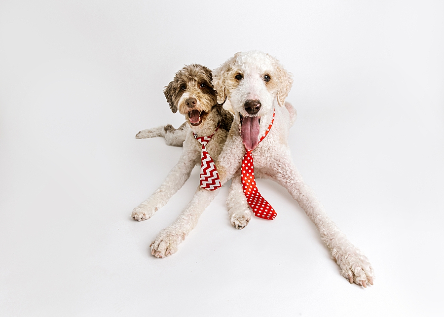 Katie Ballantine Photography. Maryland Dog Photographer. Frederick dog portraits. frederick md dog photographer. new market dog photographer. new market dogs. New market dog portraits. professional dog portraits. dogs catching treats.  dog catches treat. dogs and bubbles.