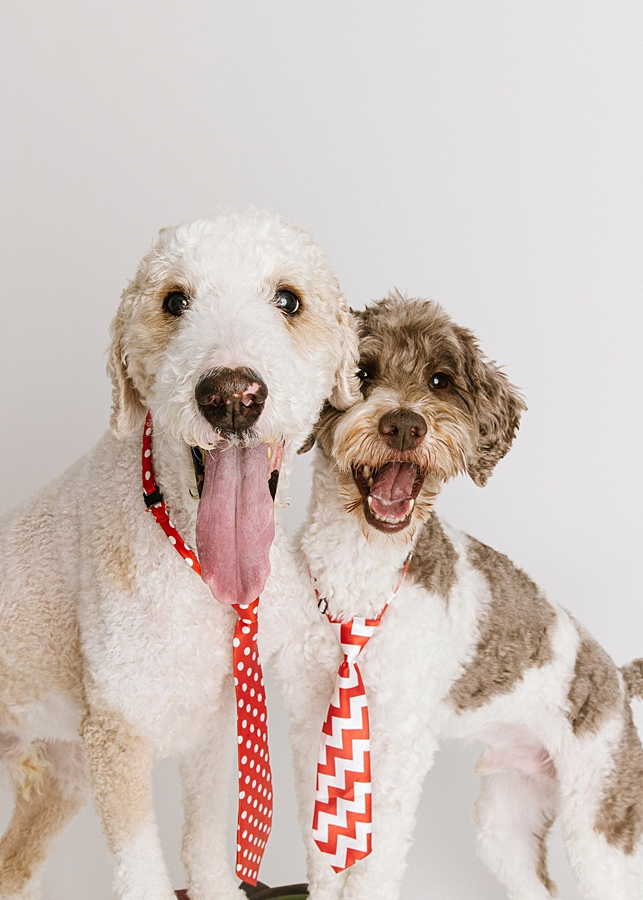 Katie Ballantine Photography. Maryland Dog Photographer. Frederick dog portraits. frederick md dog photographer. new market dog photographer. new market dogs. New market dog portraits. professional dog portraits. dogs catching treats.  dog catches treat. dogs and bubbles.
