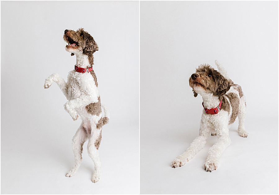 Katie Ballantine Photography. Maryland Dog Photographer. Frederick dog portraits. frederick md dog photographer. new market dog photographer. new market dogs. New market dog portraits. professional dog portraits. dogs catching treats.  dog catches treat. dogs and bubbles.