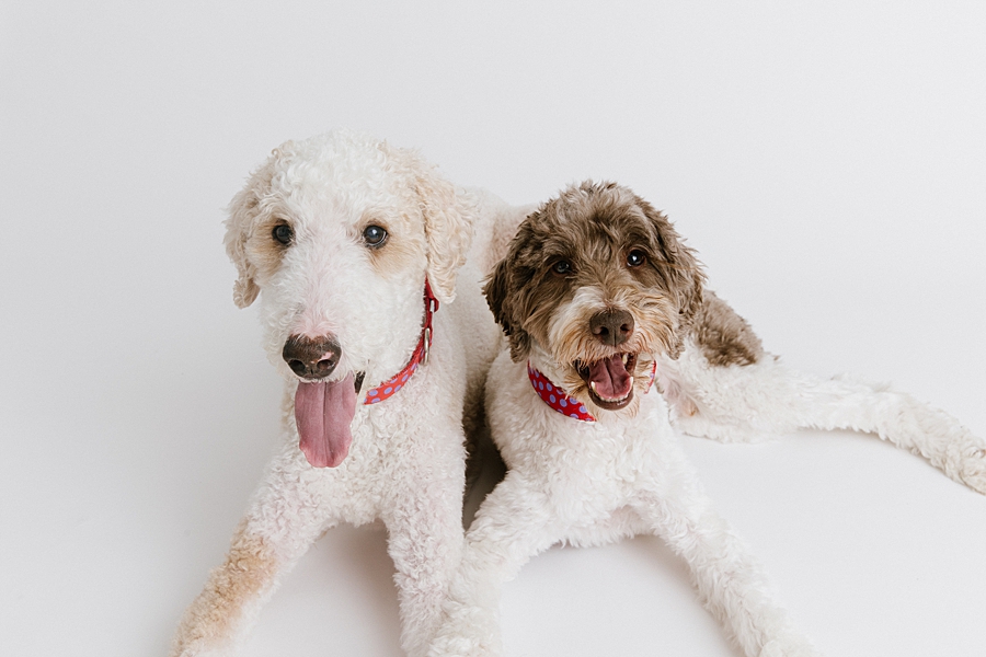 Katie Ballantine Photography. Maryland Dog Photographer. Frederick dog portraits. frederick md dog photographer. new market dog photographer. new market dogs. New market dog portraits. professional dog portraits. dogs catching treats.  dog catches treat. dogs and bubbles.