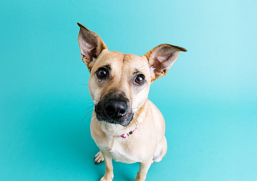 Katie Ballantine Photography. Frederick dog photography. Frederick pet portraits. New Market Dog Photography. New Market dog portraits. Maryland dog photography. Treat catching photography. Dog portraits Frederick.