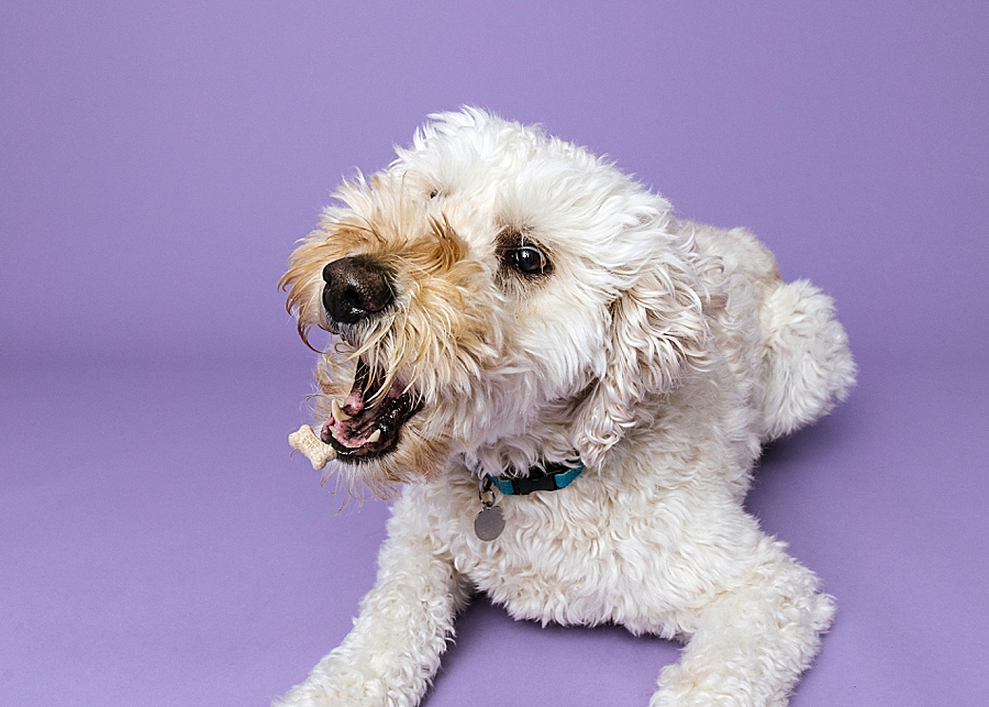 Katie Ballantine Photography. Frederick dog photography. Frederick pet portraits. New Market Dog Photography. New Market dog portraits. Maryland dog photography. Treat catching photography. Dog portraits Frederick.