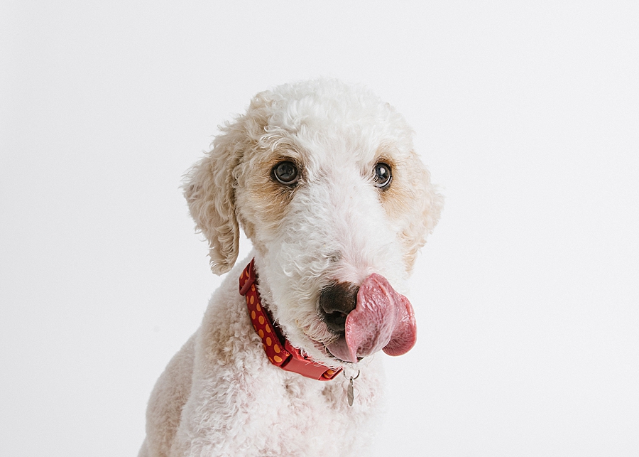 Katie Ballantine. Frederick Dog Photographer. New Market dog photographer. frederick maryland dog portraits.  new market dogs. frederick dog portraits. frederick dog treat catching shots. new market dogs and photos