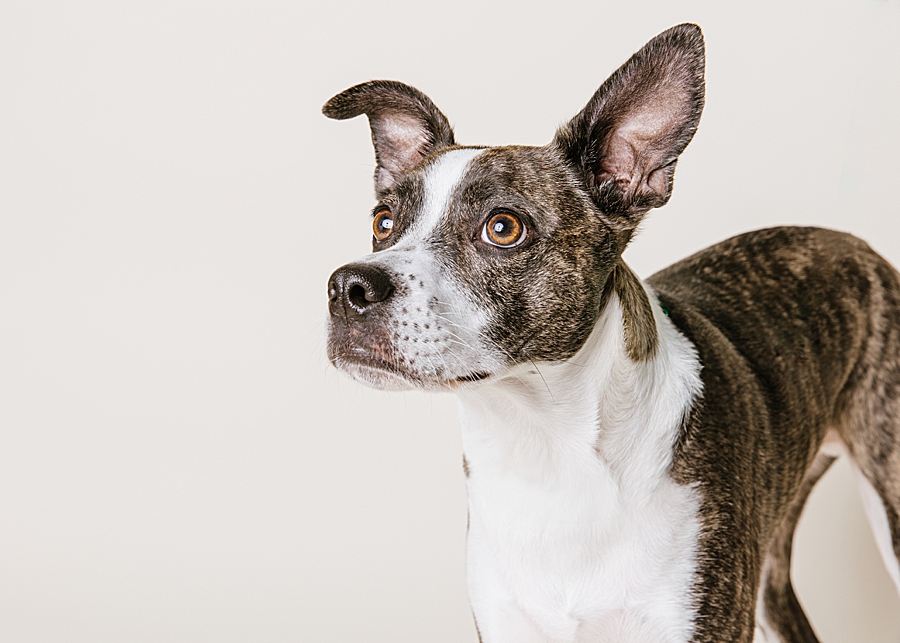 Katie Ballantine. Frederick Dog Photographer. New Market dog photographer. frederick maryland dog portraits.  new market dogs. frederick dog portraits. frederick dog treat catching shots. new market dogs and photos