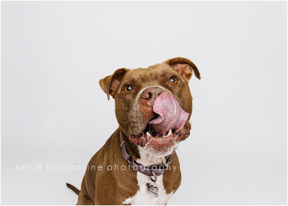 Katie Ballantine. Frederick Dog Photographer. New Market dog photographer. frederick maryland dog portraits.  new market dogs. frederick dog portraits. frederick dog treat catching shots. new market dogs and photos