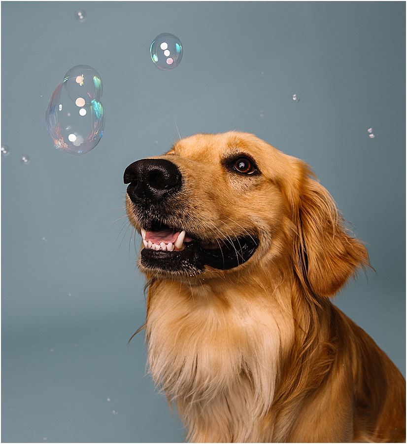 Katie Ballantine Photography. Frederick dog photography. Frederick pet portraits. New Market Dog Photography. New Market dog portraits. Maryland dog photography. Treat catching photography. Dog portraits Frederick.